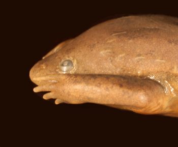 Media type: image;   Herpetology A-140111